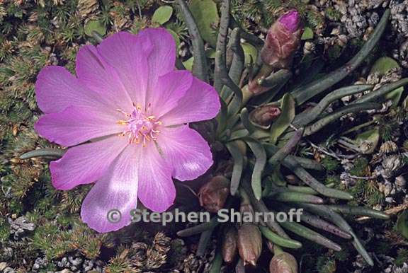 lewisia rediviva 4 graphic